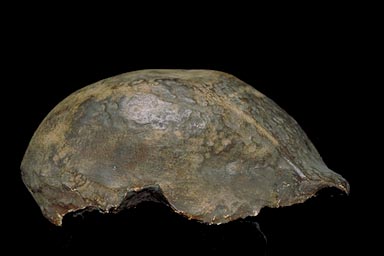  Homo erectus,   1891     .  .