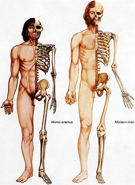   Homo erectus   