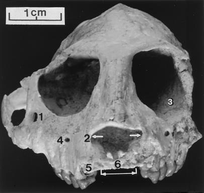 Parapithecus granger -  