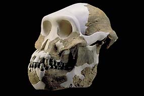   A.afarensis,     