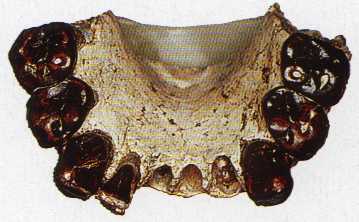     -     A.bahrelghazali