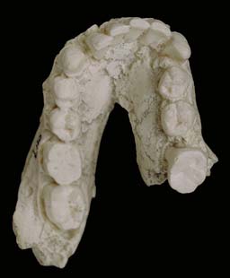   OH 7 (Olduvai Hominid 7),   1960 .