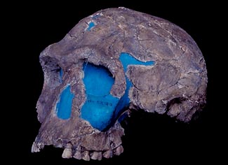  KNM-ER 1813,   1973     (1,8 .  ..)