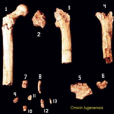    Orrorin tugenensis