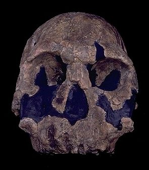 KNM ER 1470,   (  1972    , )