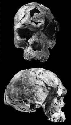  Homo sapiens idaltu,   .  - 160 .  ..