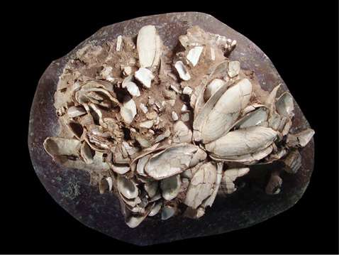  ,   .                  ,   ,              ( Sereno et al./PLoS ONE).