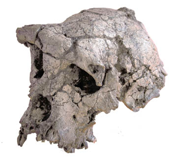       http://news.nationalgeographic.com/news/2002/07/photogalleries/0702_ancestor1.htm