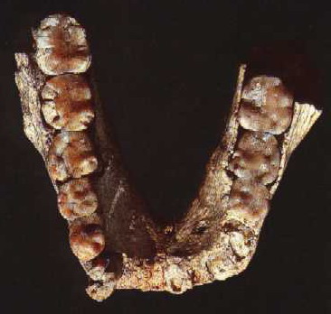    http://www.modernhumanorigins.com/lh4.html