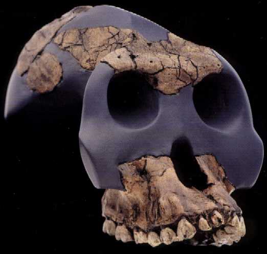    http://www.modernhumanorigins.com/bou-vp-12-130.html