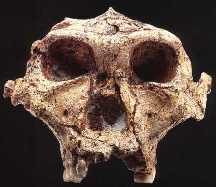   c http://www.modernhumanorigins.com/sk48.html