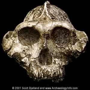   c http://www.msu.edu/~robin400/boisei.html