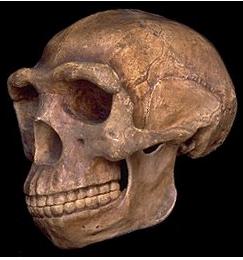    http://www.mnh.si.edu/anthro/humanorigins/ha/weid.html