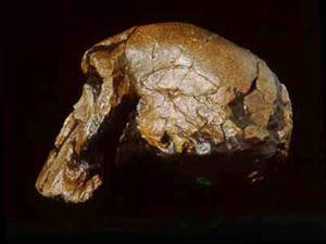    http://www.amonline.net.au/human_evolution/skulls/h_rudolfensis.htm