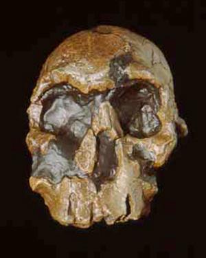    http://www.amonline.net.au/human_evolution/skulls/h_rudolfensis.htm