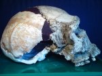    http://imagessvt.free.fr/geol/paleo/hominides/hominides.html
