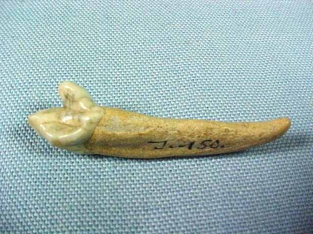    http://www.indiana9fossils.com/Teeth/CaveBear/Germany/lg1.jpg