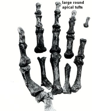     http://www.ecotao.com/holism/neanderthal_hand.jpg